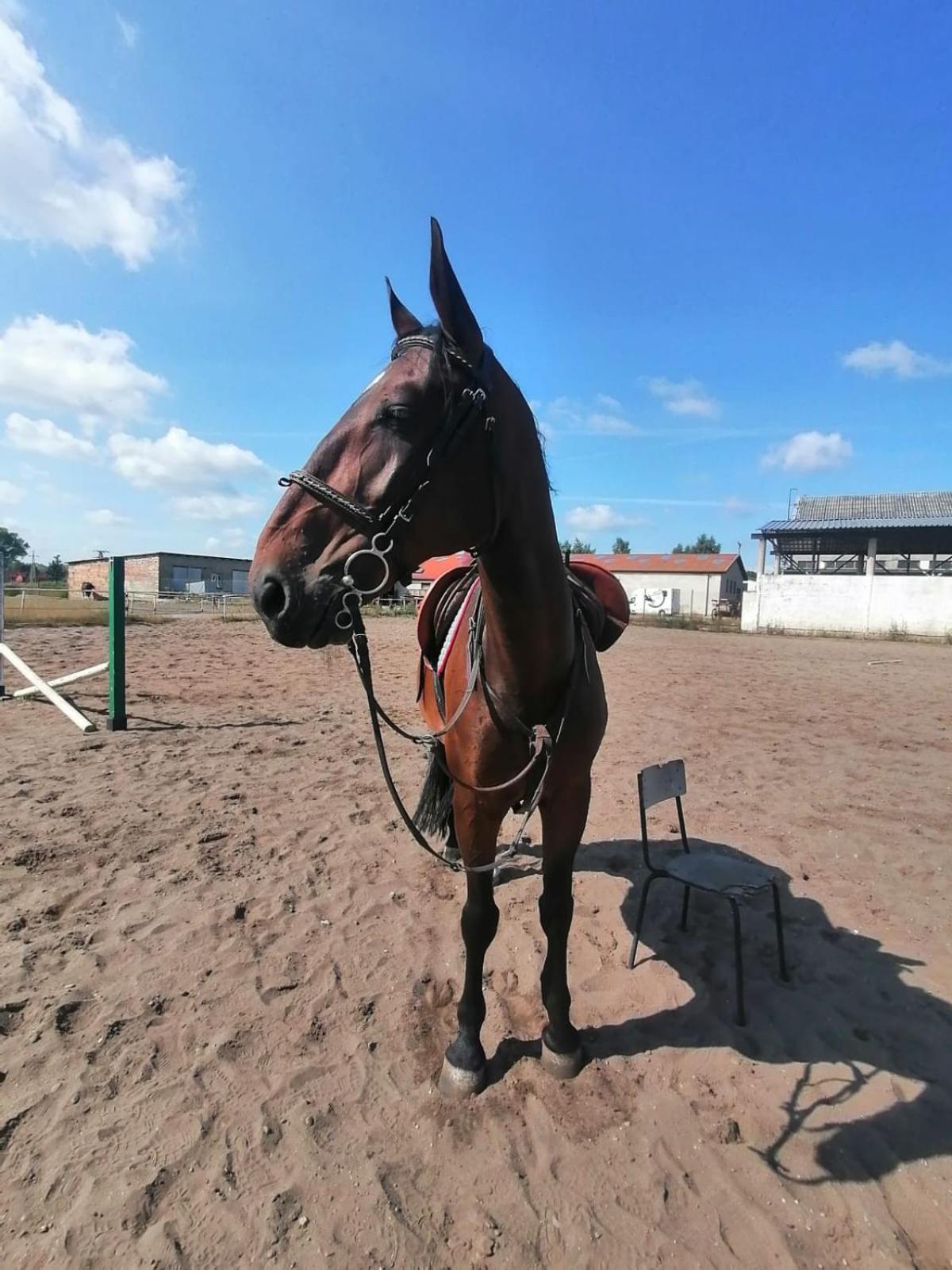 Noclegi Przy Stajni Senny - Horse Riding Łeba Exterior foto